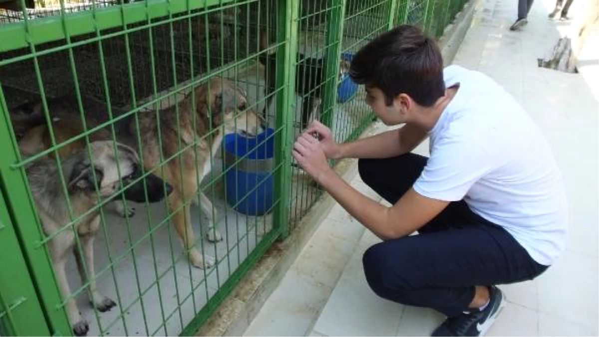 Harçlıklarıyla Köpeklere Mama ve Kulübe Aldılar