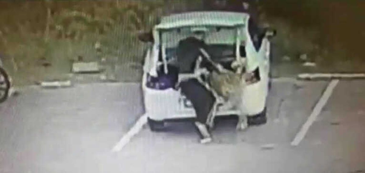 Koca Köpeği Arabanın Bagajına Koyarak Çaldı