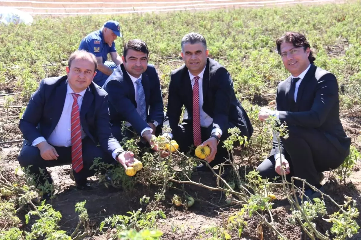 Sarı Domates, Derebucaklı Çiftçinin Yüzünü Güldürecek