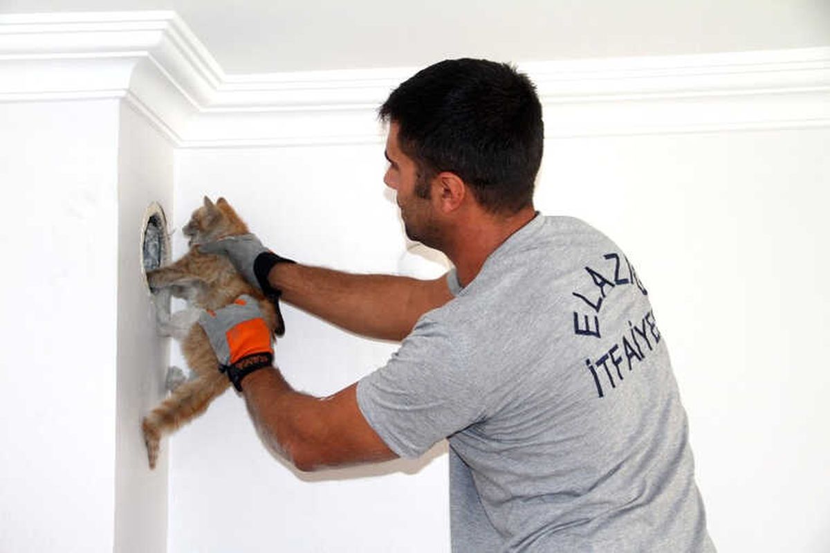 Bacaya Düşen Kedi Kurtarıldı