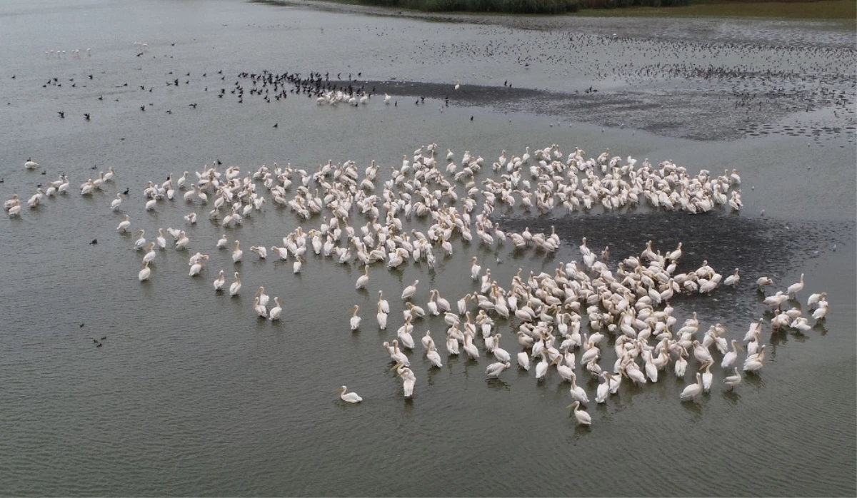 Güneye Göç Eden Ak Pelikanlar Böyle Görüntülendi