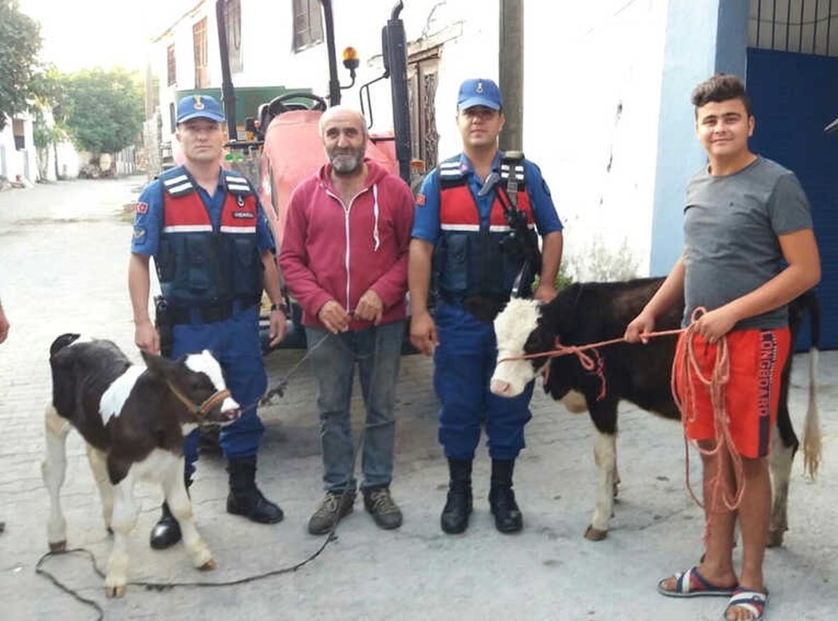 Hayvan Hırsızları Jandarmadan Kaçamadı