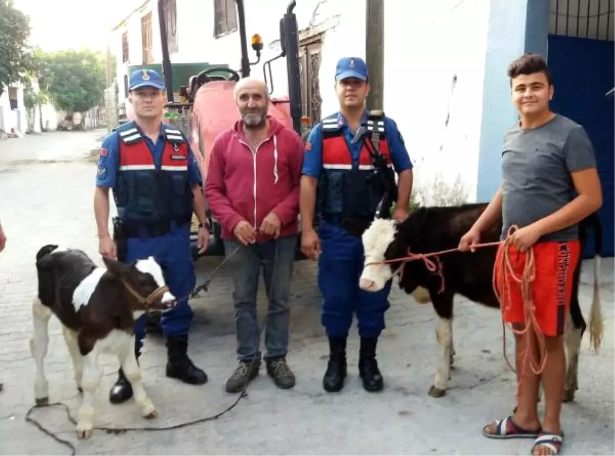 Hayvan Hırsızlığı Şüphelileri Uyuşturucuyla Yakalandı