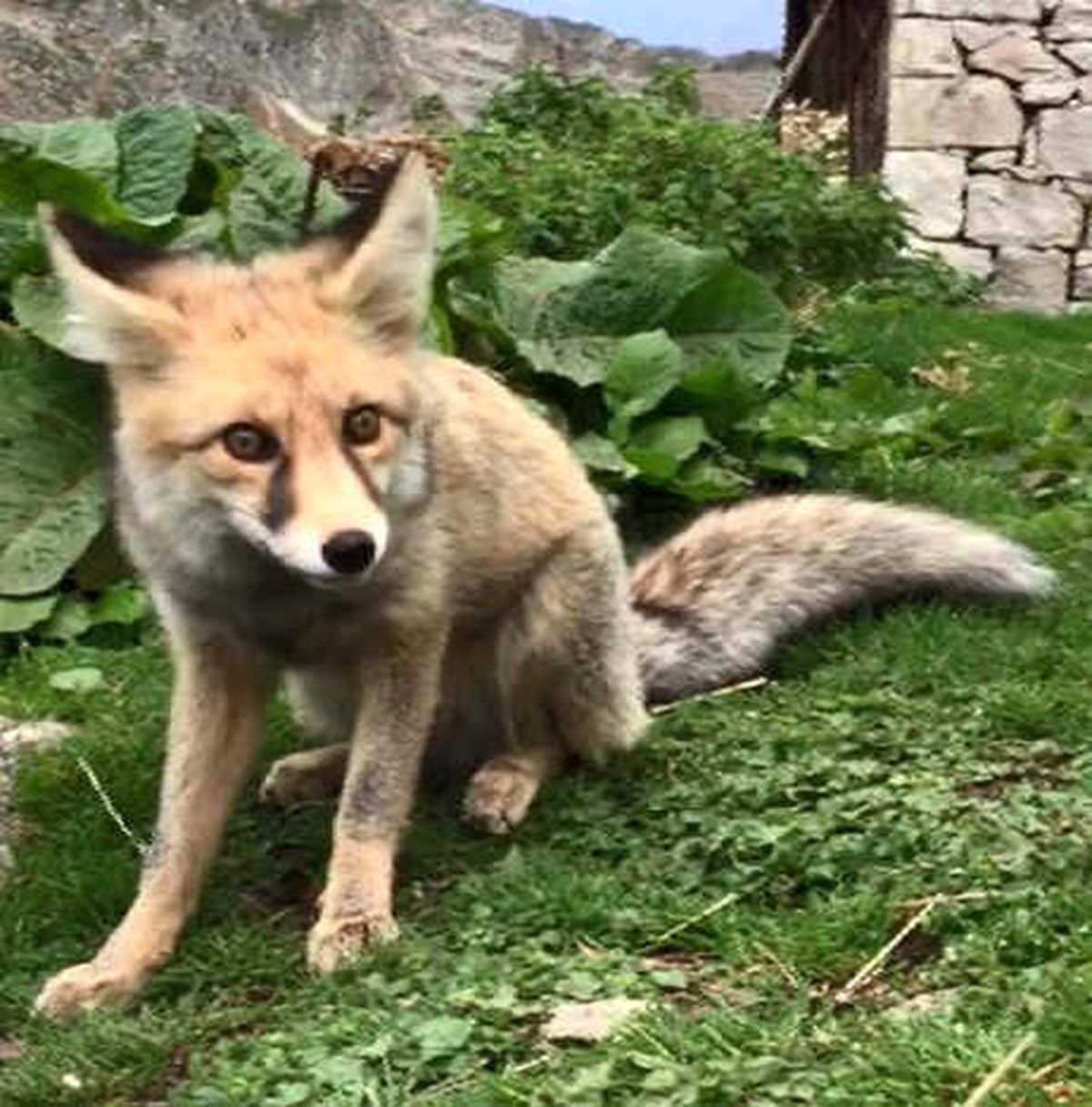 Kızıl Tilki, Yaylacıların Sevgilisi Oldu