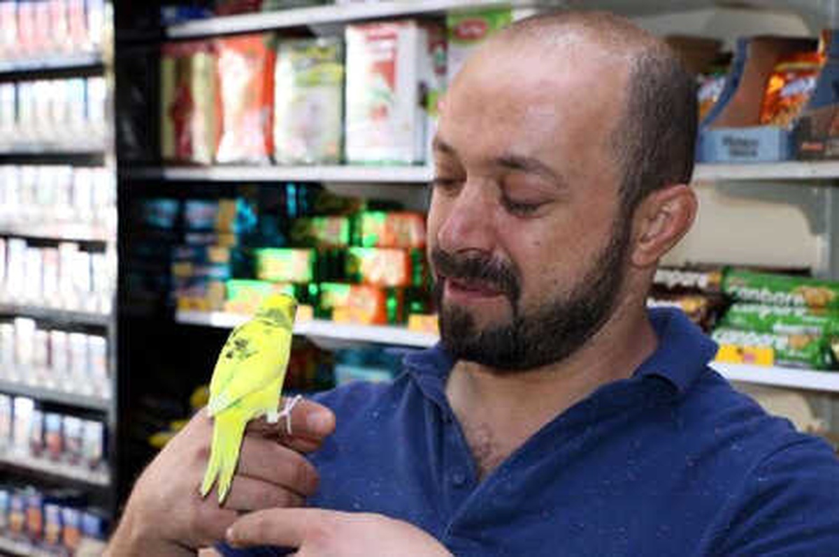 Muhabbet Kuşunu Omuzundan İndirmiyor