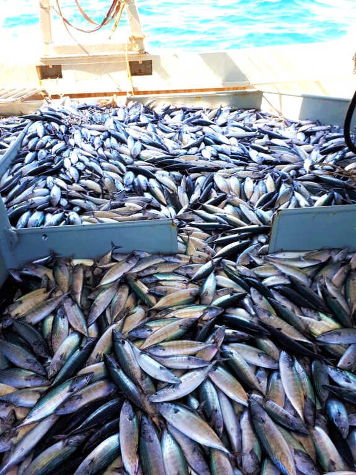 Karadeniz\'de Görülmemiş Bolluk: Denizden Yüzlerce Kasa Palamut Çıktı