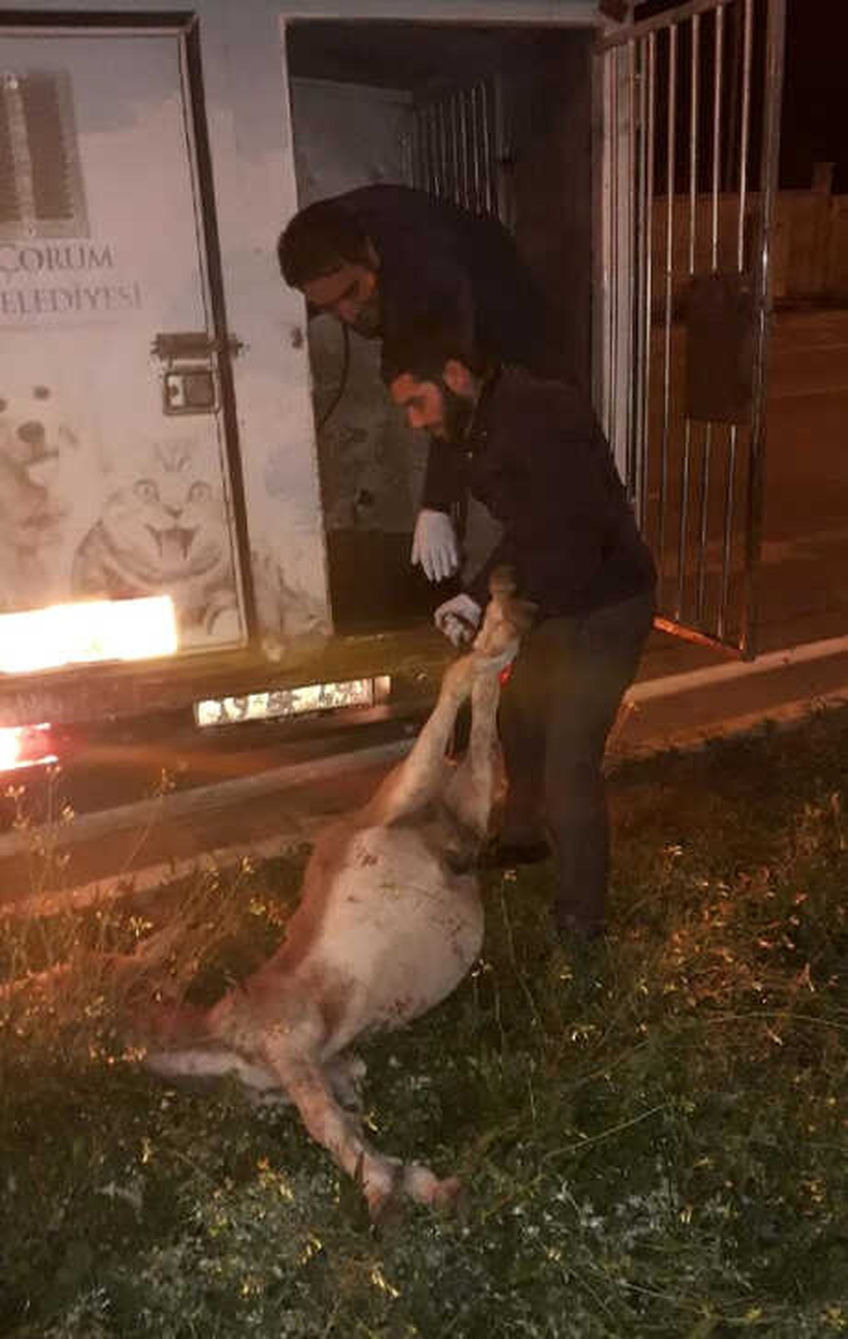 Anne Eşek Telef Oldu, Yavrusu Yanından Ayrılmadı
