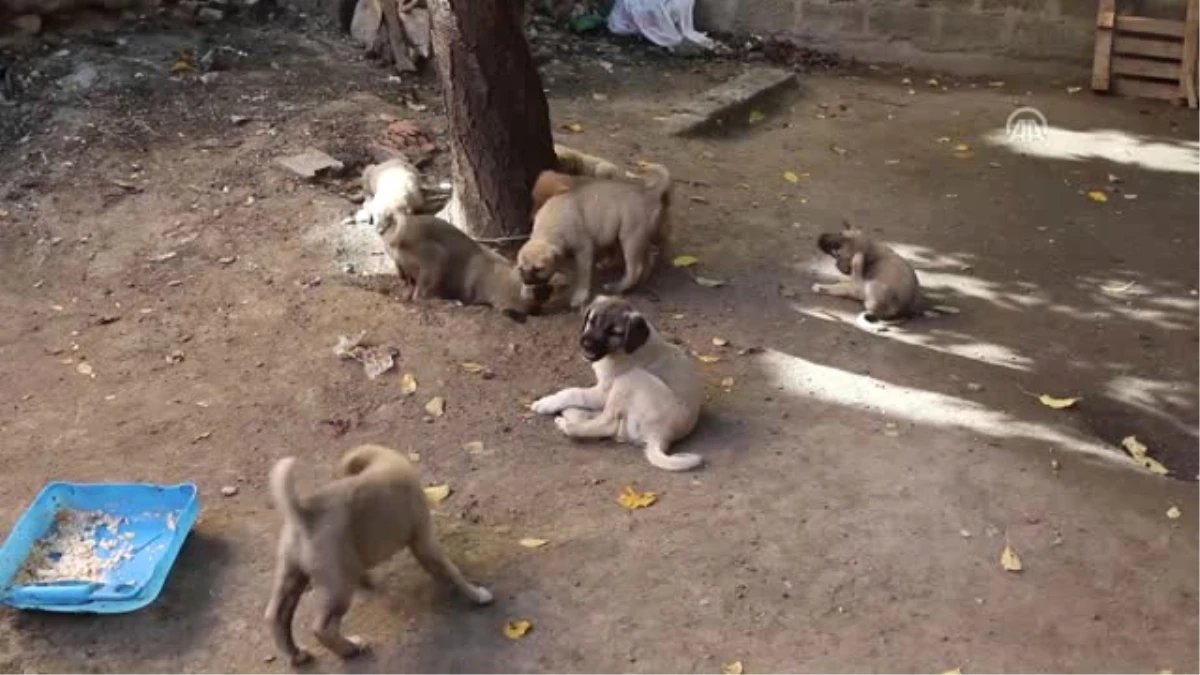 Bodruma Giren Hırsızlar 11 Kangal Köpeği Yavrusunu Çaldı