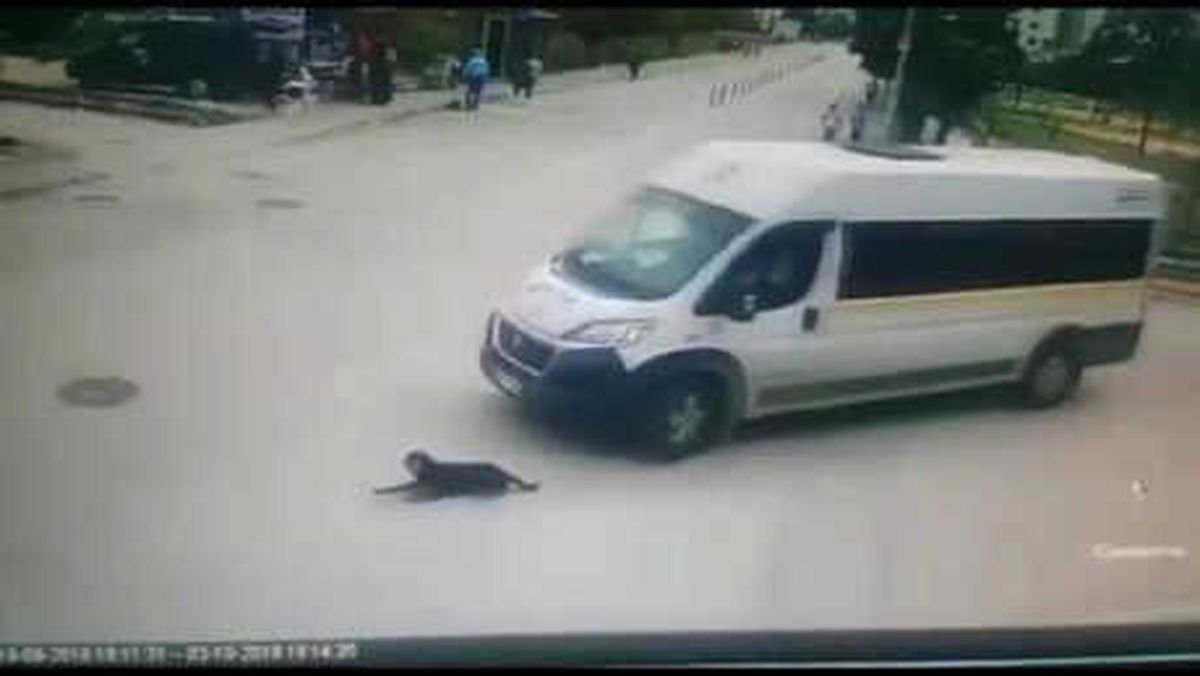 Köpeği Ezen Servis Sürücüsüne Para Cezası