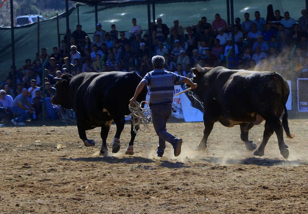 Muğla\'da Boğa Güreşi Festivali Yapıldı