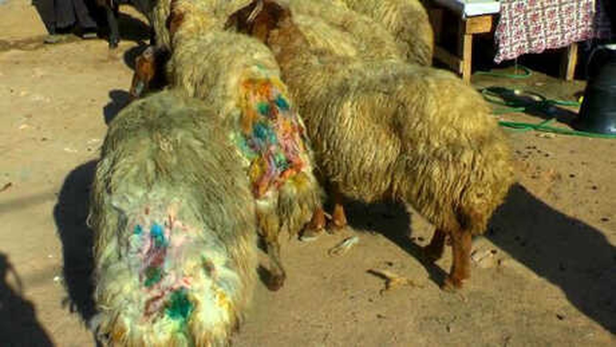 Sokak Köpekleri Sürüye Saldırdı: 30 Koyun Telef Oldu