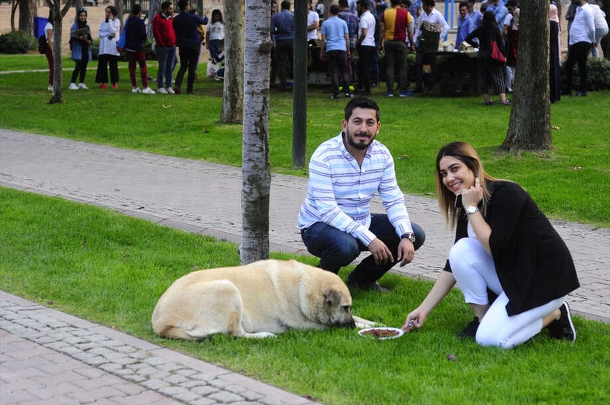 AK Parti\'den Sokak Hayvanlarına Yuva