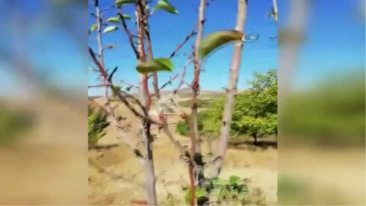 İlkbaharın Habercisi Çiçekler Sonbaharda Açtı