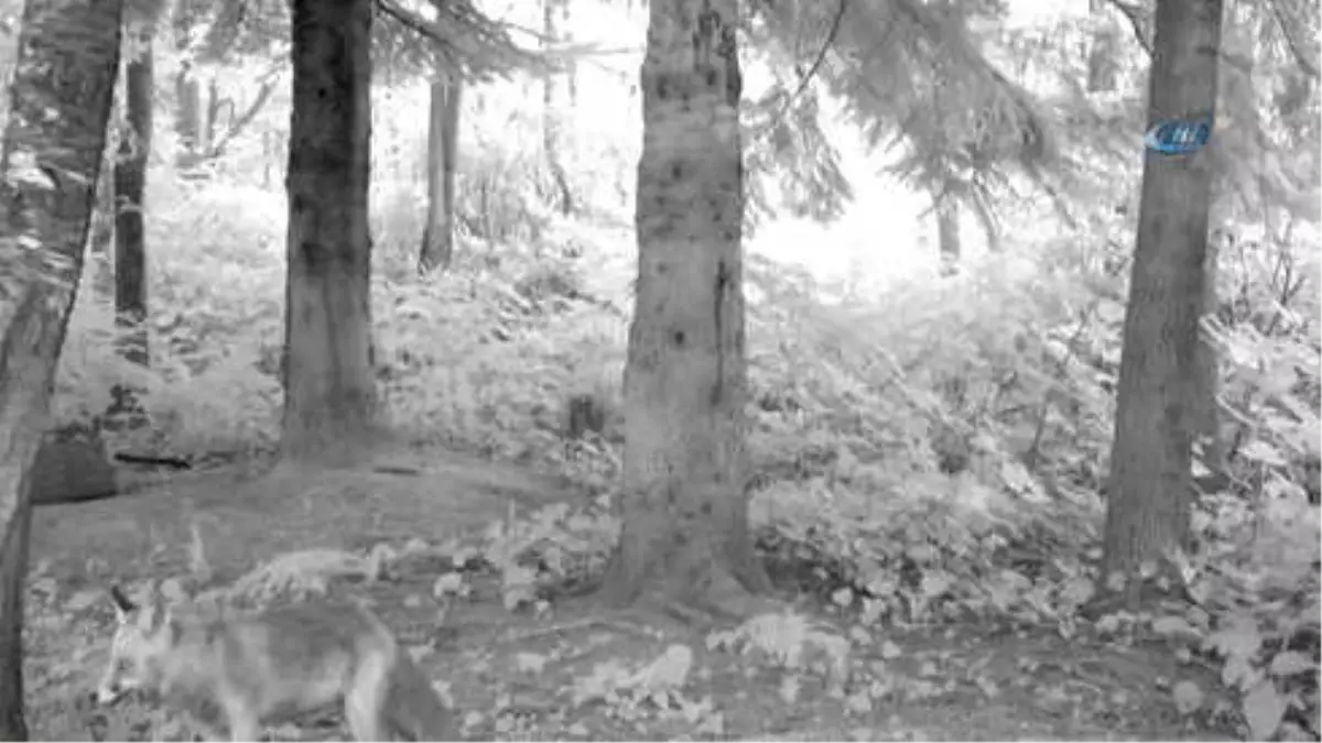 Ordu\'nun \'Yaban\' Hayatı Fotokapanla Görüntüleniyor