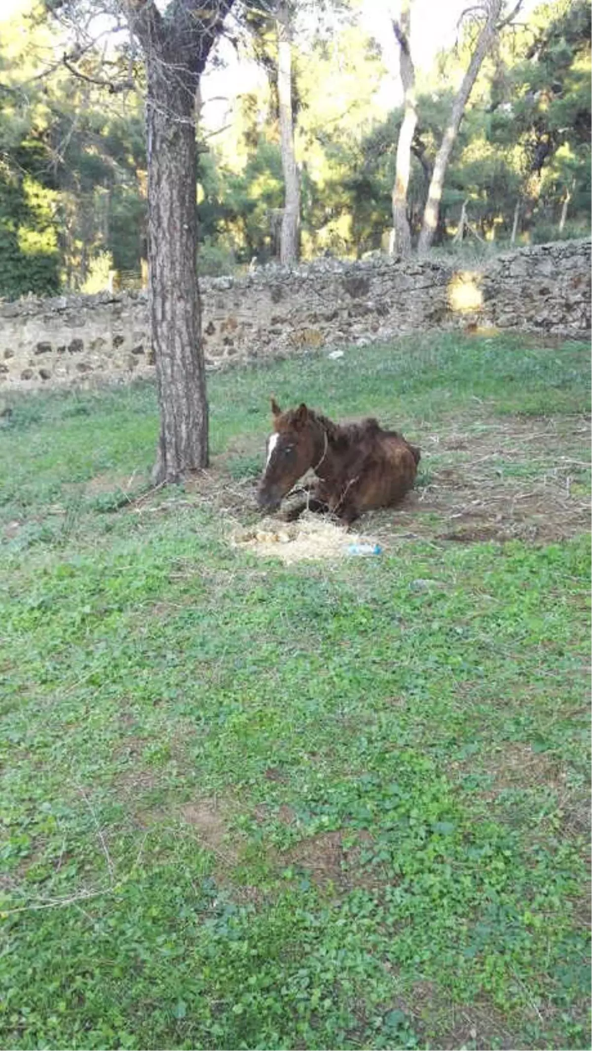 Büyükada\'da Ölüme Terk Edilen At Kurtarıldı