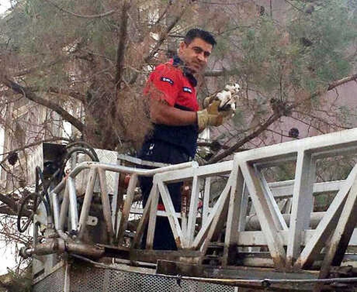 Okul Bahçesindeki Ağaçta Mahsur Kalan Kedi Kurtarıldı, Öğrenciler Sevindi