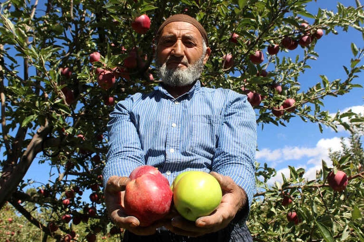 Aynı Ağaçta Hem Yeşil Hem Kırmızı Elma Yetiştirdi