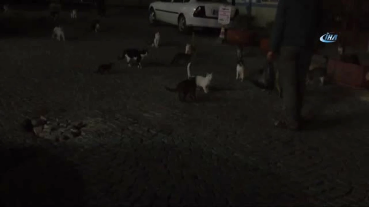 Sokak Kedilerine 4 Yıldır Kilolarca Et Dağıtıyor