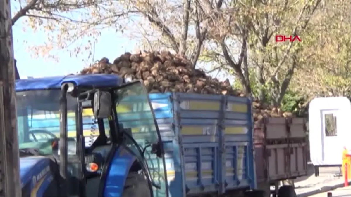 Uşak\'ta Pancar Alım Kampanyası Başladı