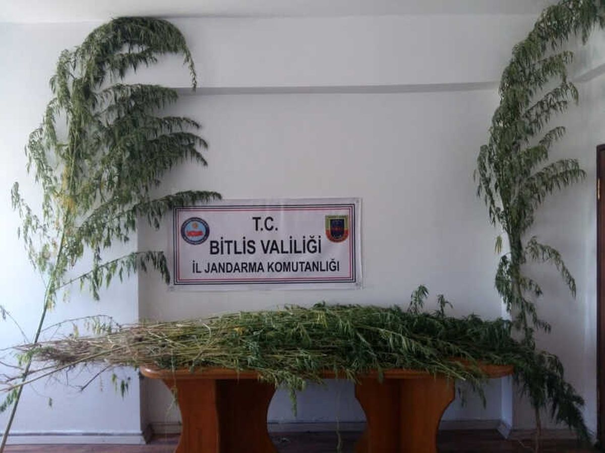 Ahlat\'ta 869 Kök Kenevir Ele Geçirildi
