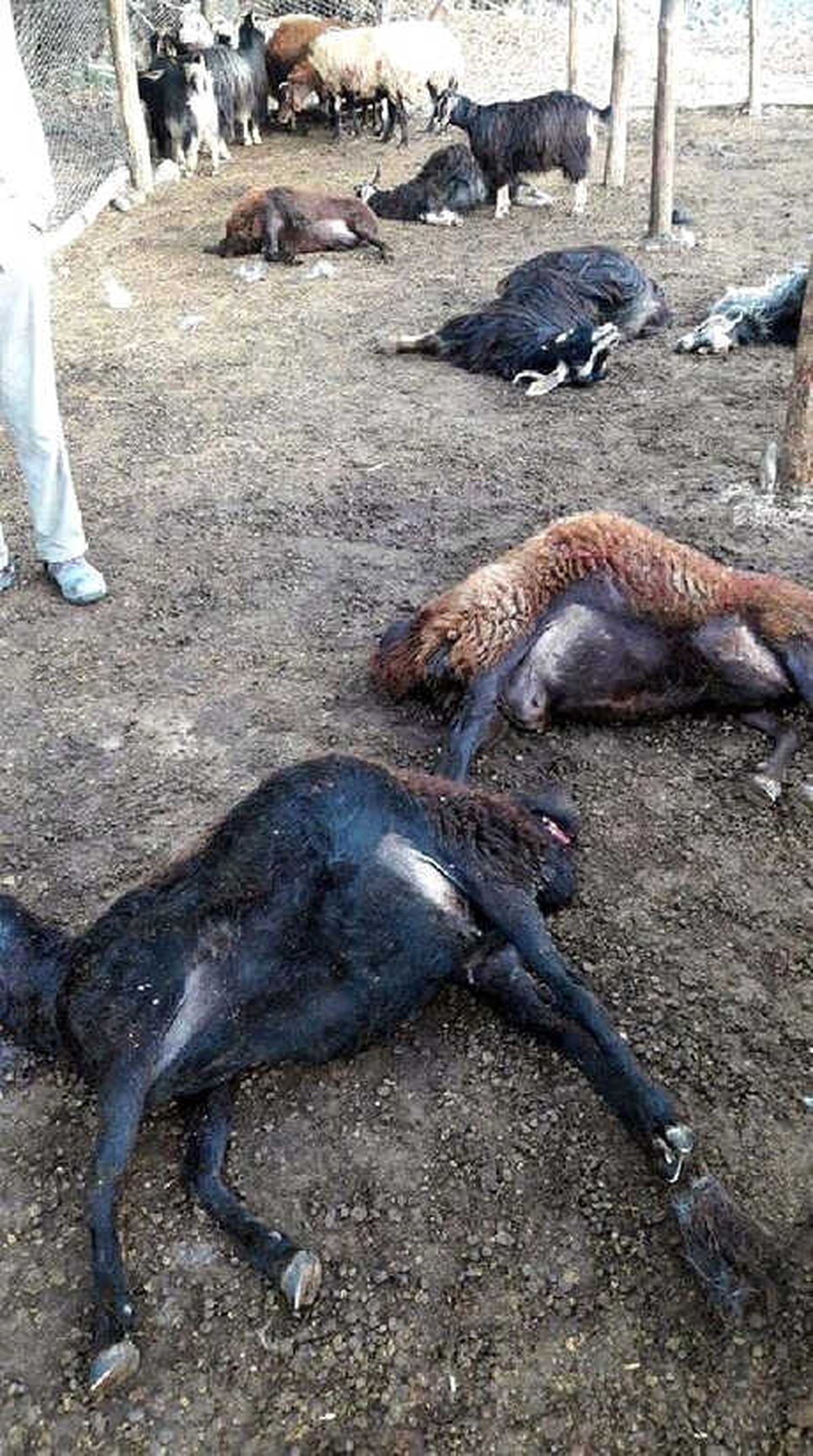 Bingöl\'de Ağıla Giren Kurt, 24 Koyunu Telef Etti