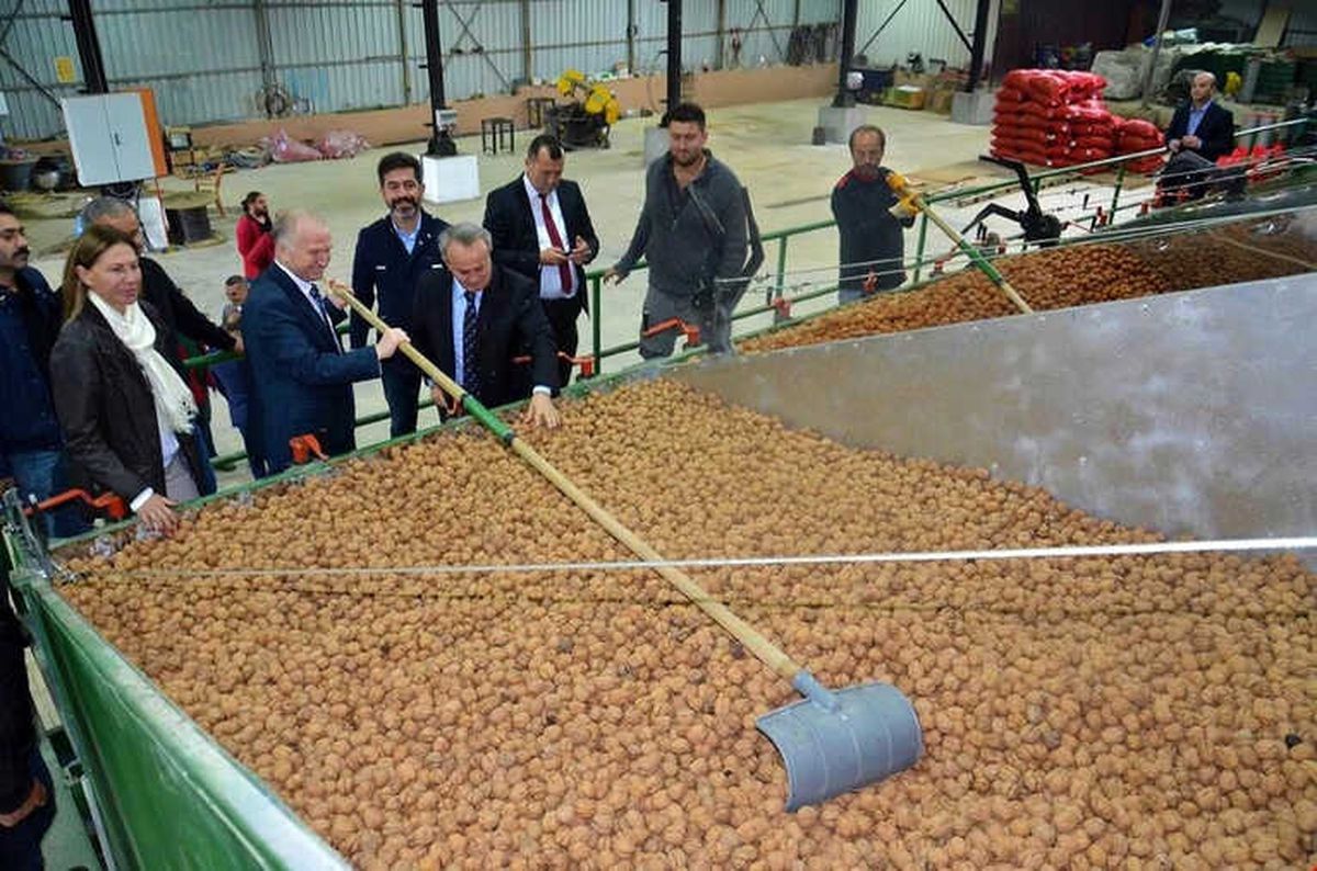 Ceviz Bahçeleri İncelendi