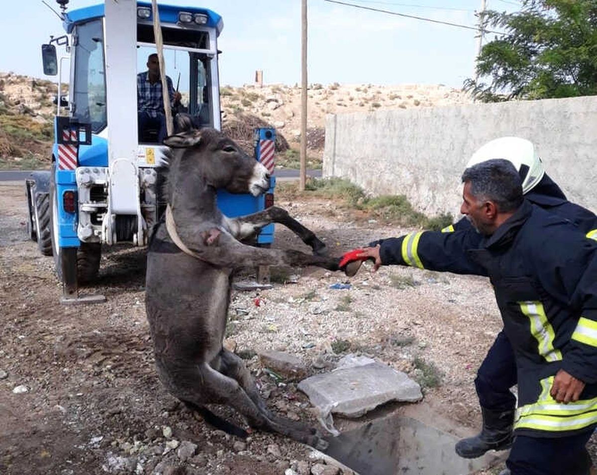 Çukura Düşen Eşek Kurtarıldı