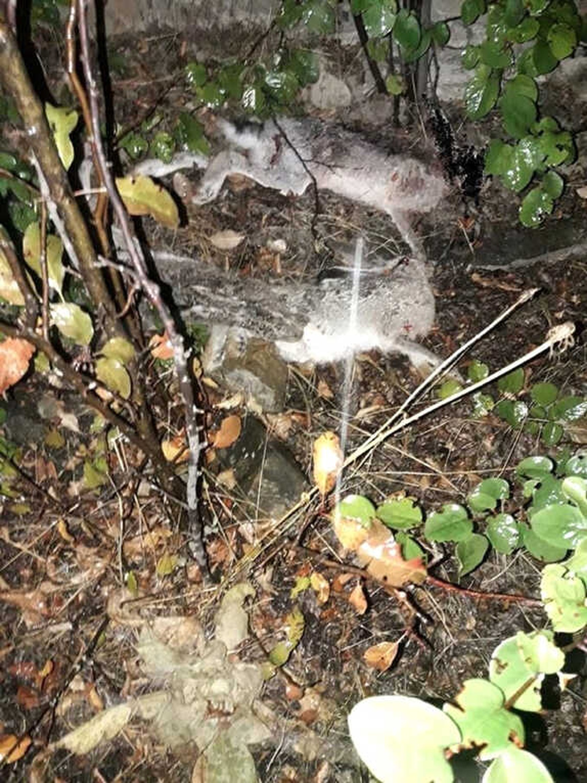 Far ile Tavşan Avlayan Kaçak Avcı Yakalandı