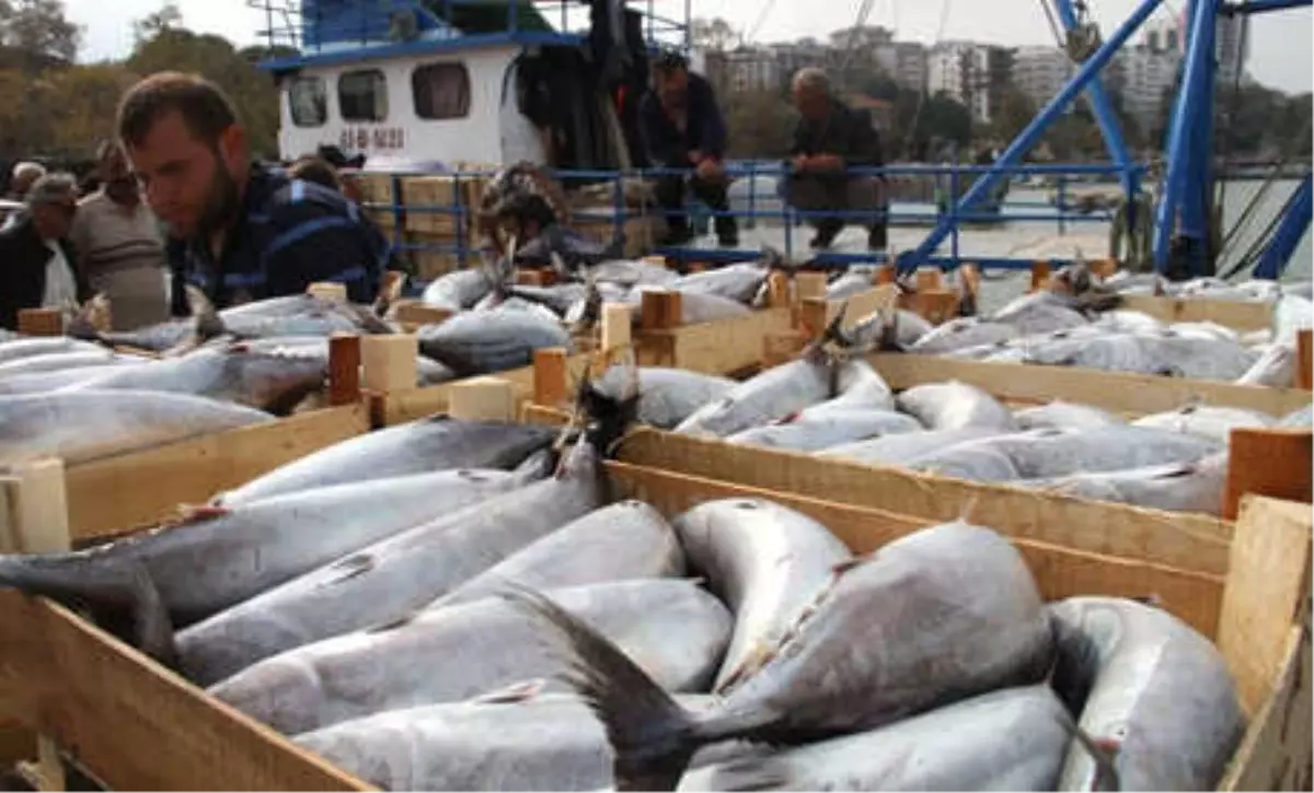 14 Metrelik Tekne ile Ava Çıkan Balıkçı, Limana 8 Bin Palamutla Döndü