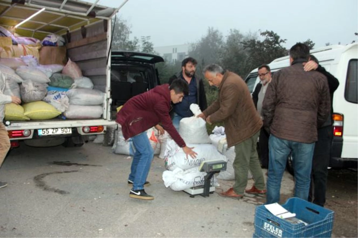 Düzce Kuzusu Olarak Bilinen Kestane Kapış Kapış Satılıyor