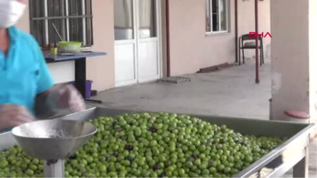 Muğla Erken Hasat Soğuk Sıkım Sızma Zeytinyağı Mucizesi Deneyle Kanıtlandı