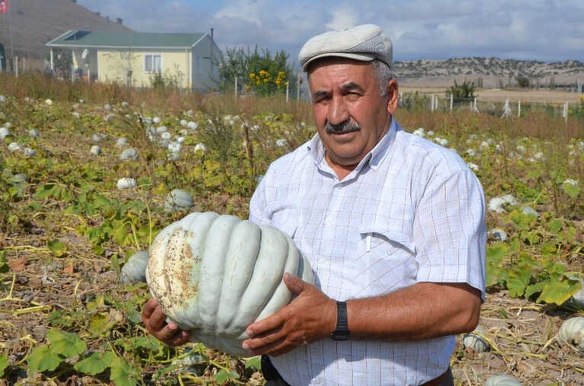 Bal Kabağı Üreticisini Mutlu Etti
