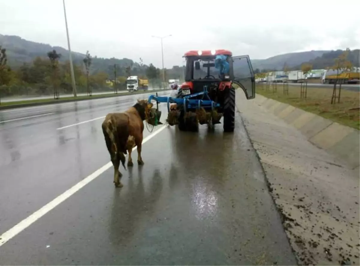 Trafik Polisinden Hayvana Eziyet Eden Traktör Sürücüsüne Ceza