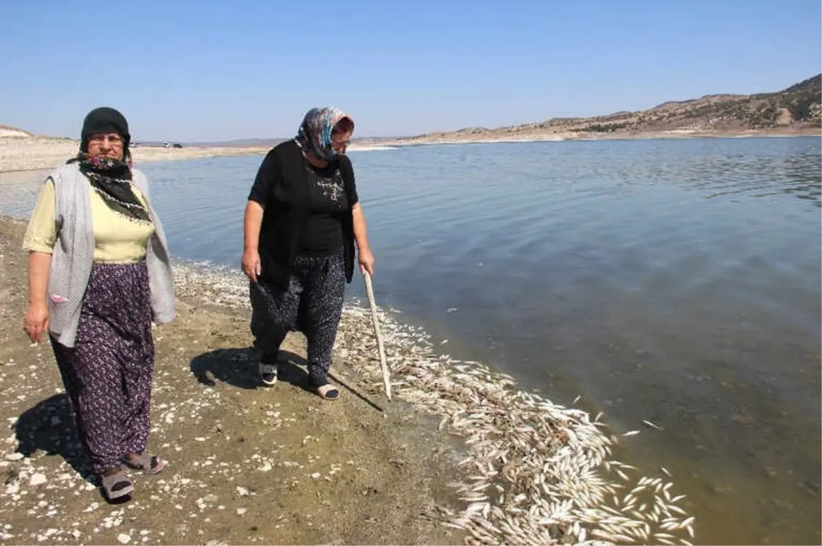 Balık ve Kerevitlerin Ölüm Nedeni Oksijensizlik