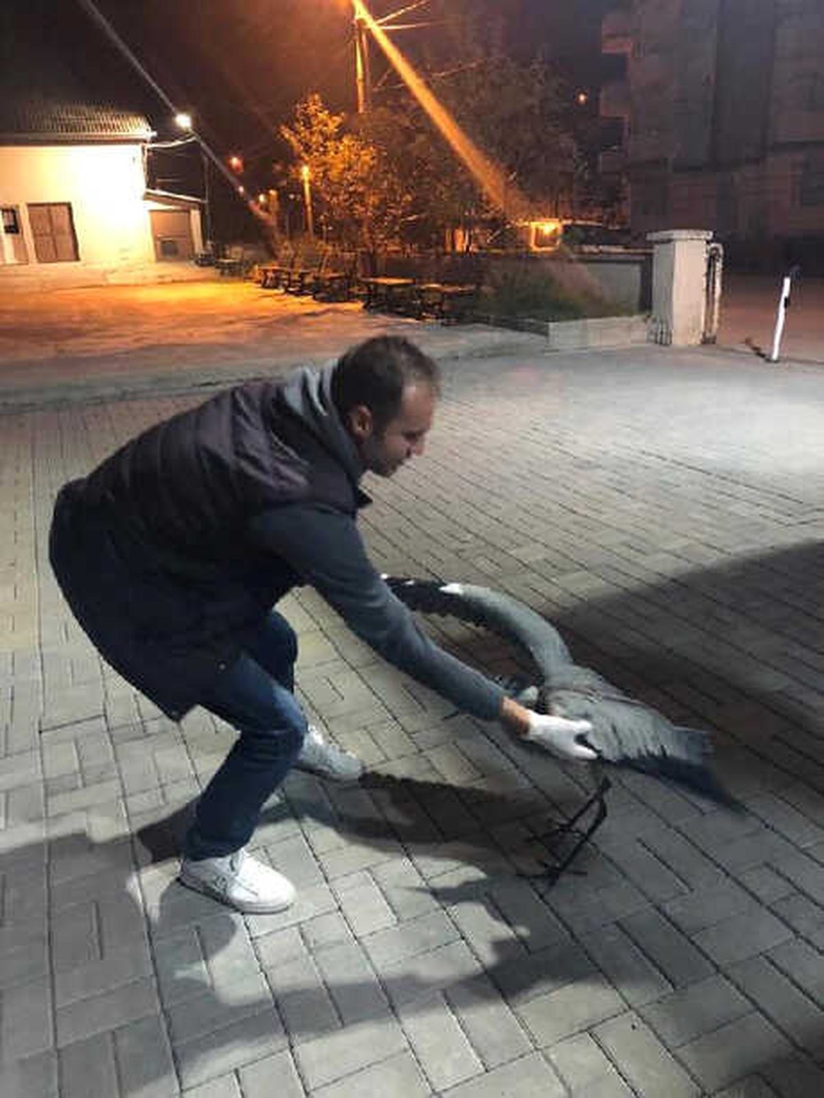 Bitkin Düşen Gri Balıkçıl Doğaya Salındı