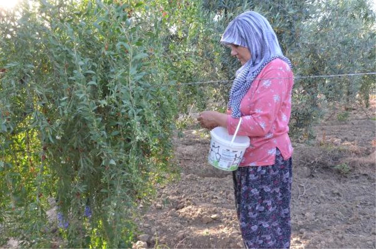 7 Yıl Önce Aydın\'da Goji Berry Meyvesini Yetiştirmeye Başlayan Çift, Siparişlere Yetişemiyor