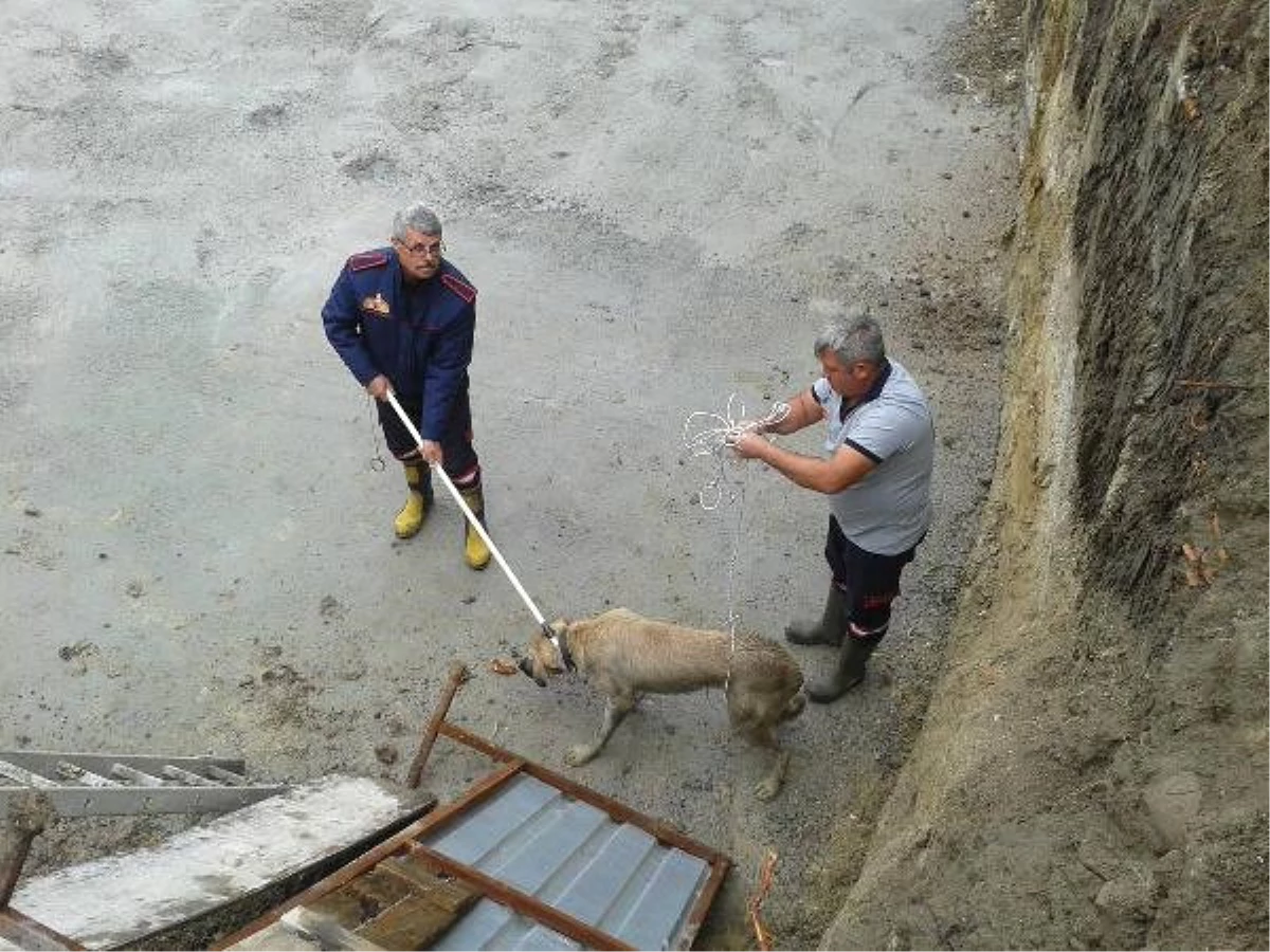 İnşaat Alanında Çukura Düşen Köpeği İtfaiye Ekibi Kurtardı