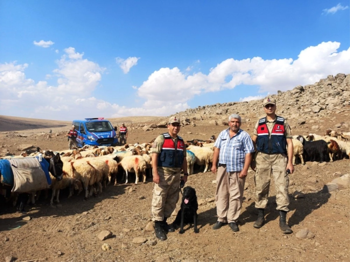 Kaybolan Koyunlar Jandarma Tarafından Bulunarak Sahibine Teslim Edildi