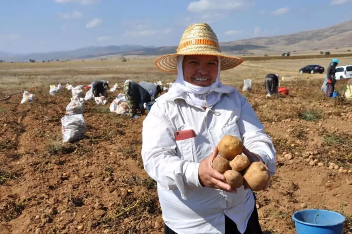 Köse\'de Patates Hasadı Tarla Günü Yapıldı