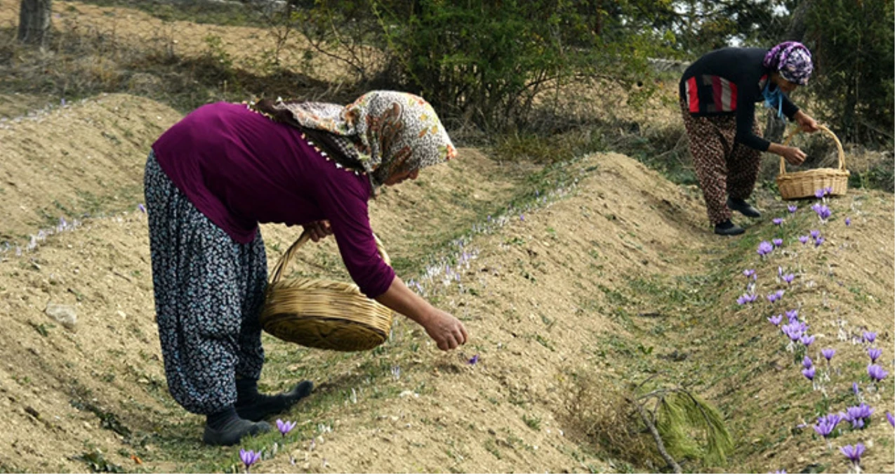 Safranbolu\'nun Mucize Bitkisi Safran Üreticisinin Yüzünü Güldürdü! Kilosu 30 Bin Liradan Satılıyor