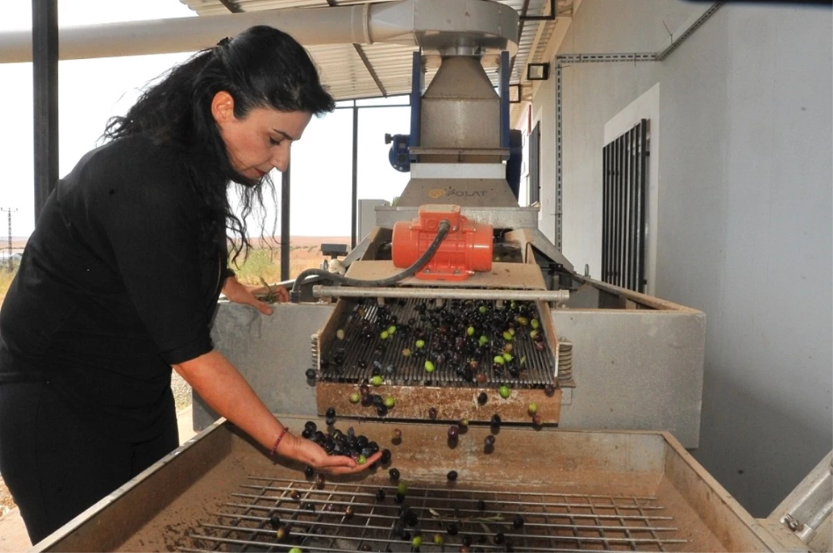 Harran Üniversitesi Bölgenin Zeytinyağı İhtiyacını Karşılıyor