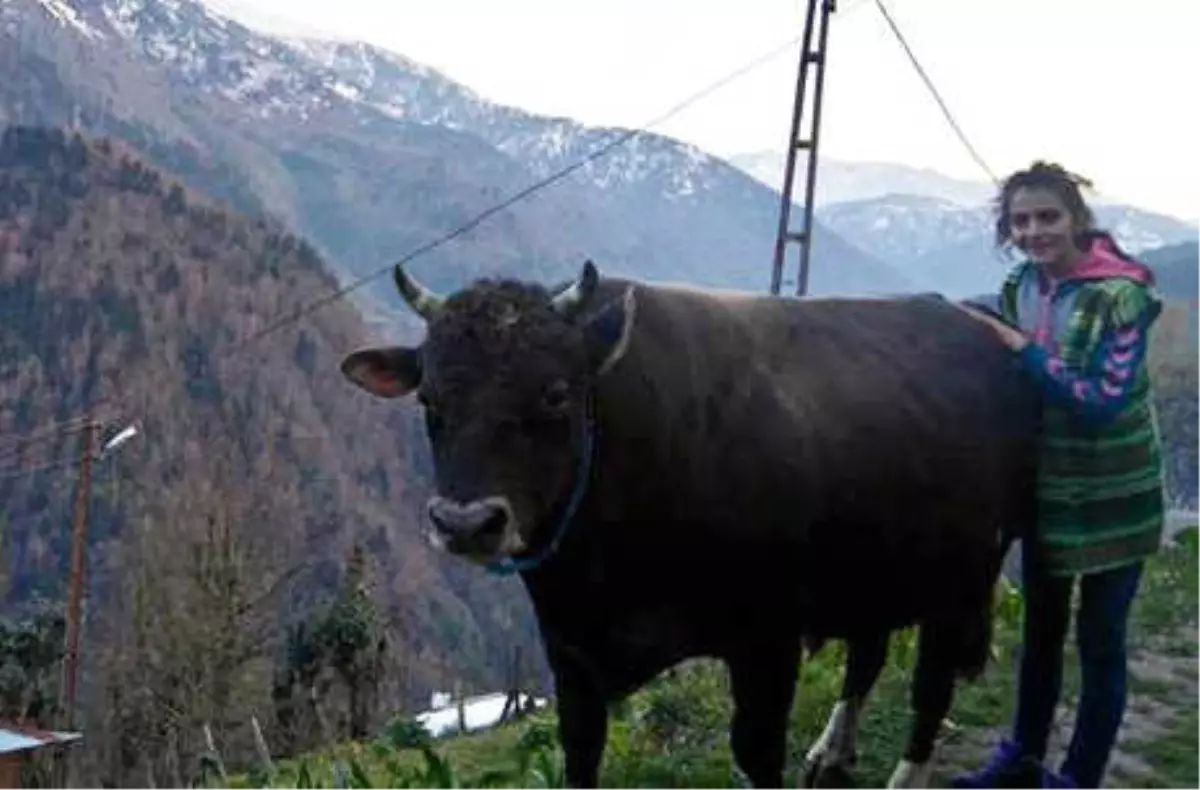 Hayvansever Bahar, 4\'üncü Üniversite Olarak Veterinerlik Okuyor