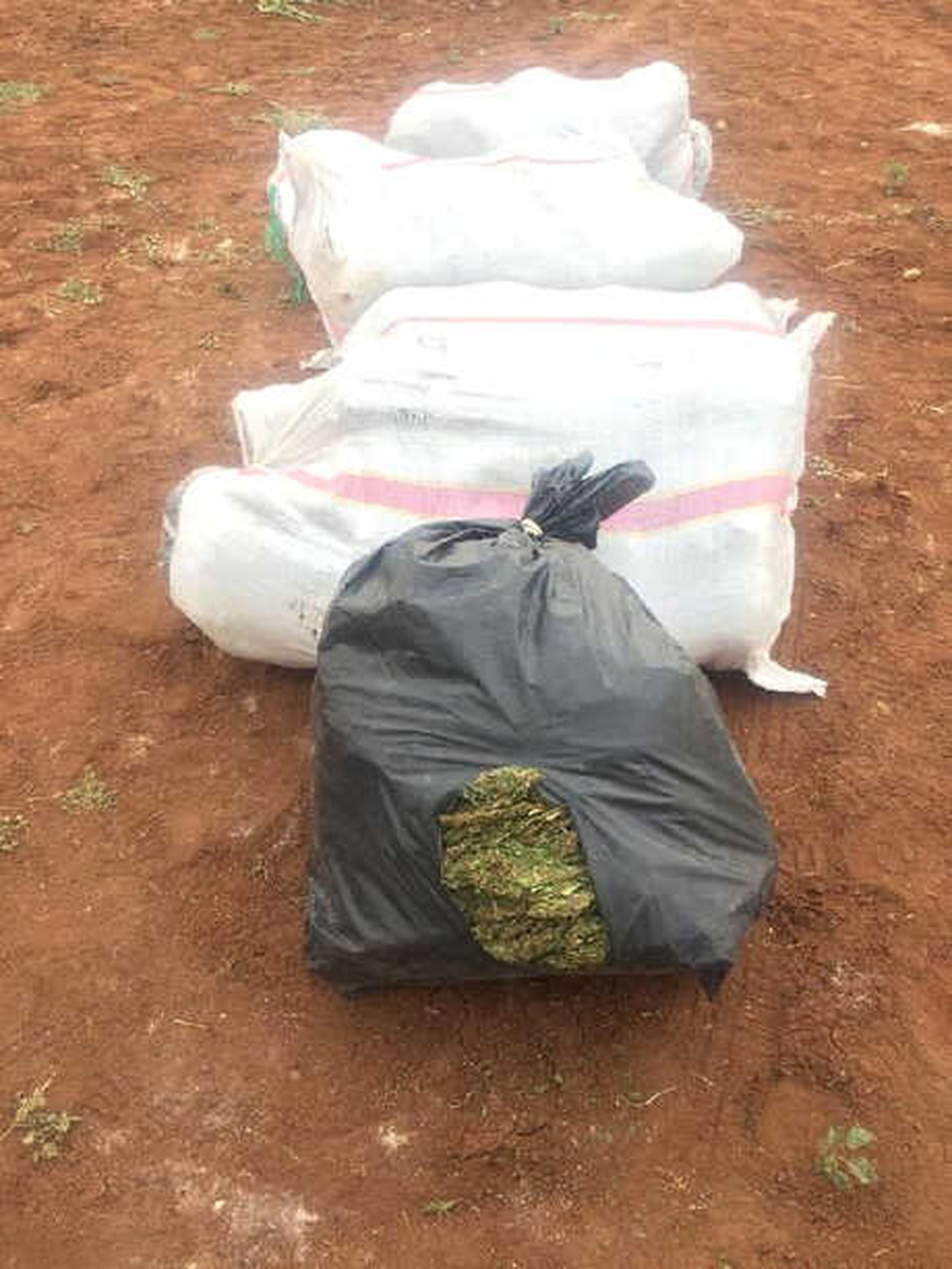 Kamyonetteki 172 Kilo Esrarı Tarlaya Attı