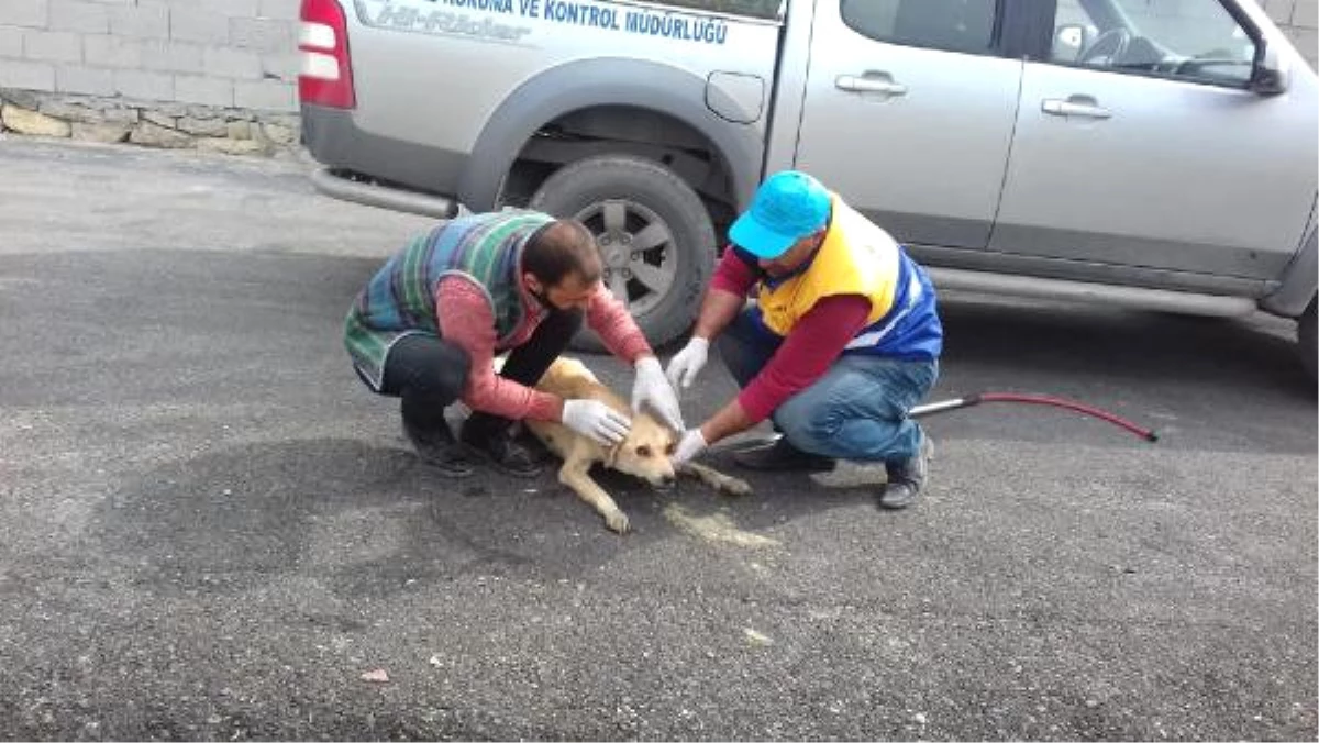 Kanser Köpeğe Kemoterapi