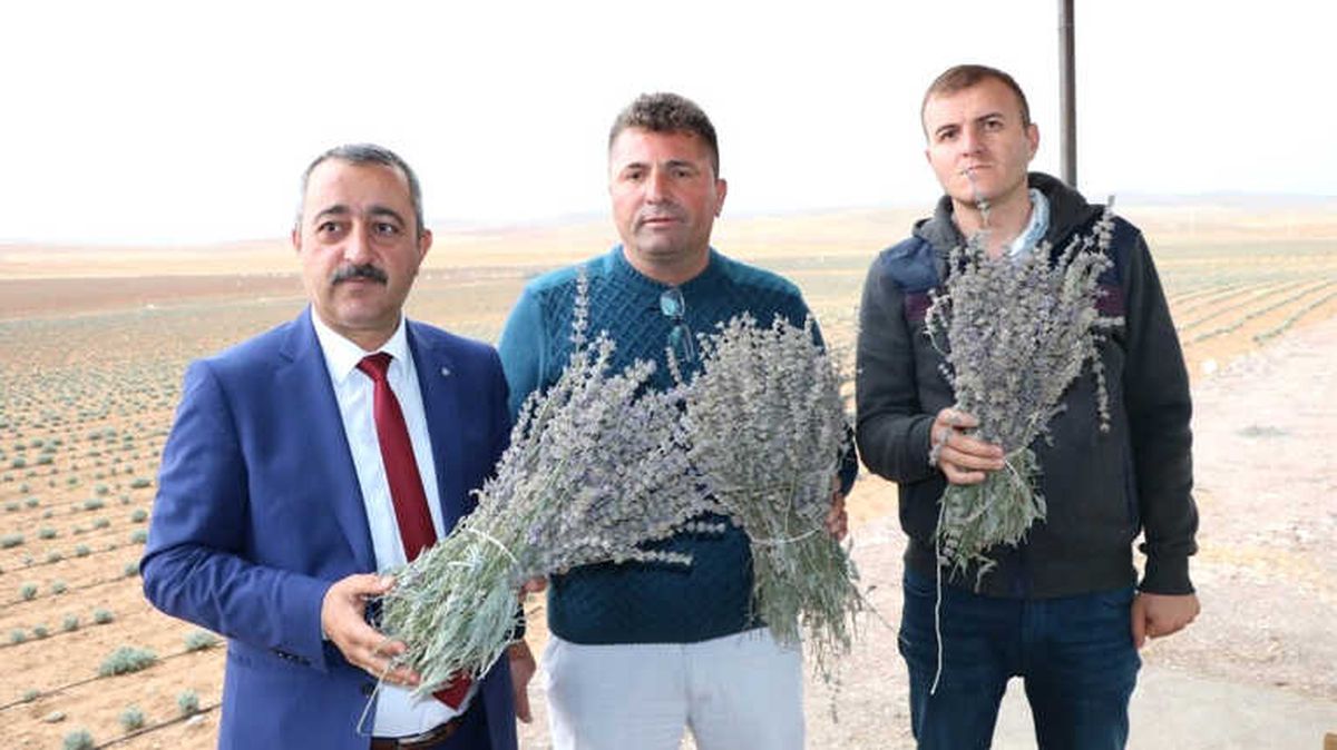 Lavanta Üreticinin Yüzünü Güldürdü