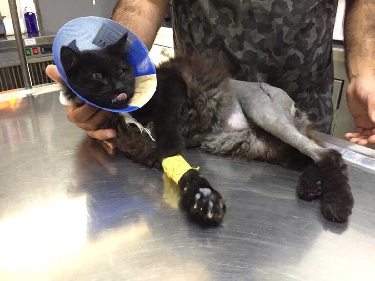 Ayakları Parçalanan Kedi Ölümden Kurtarıldı