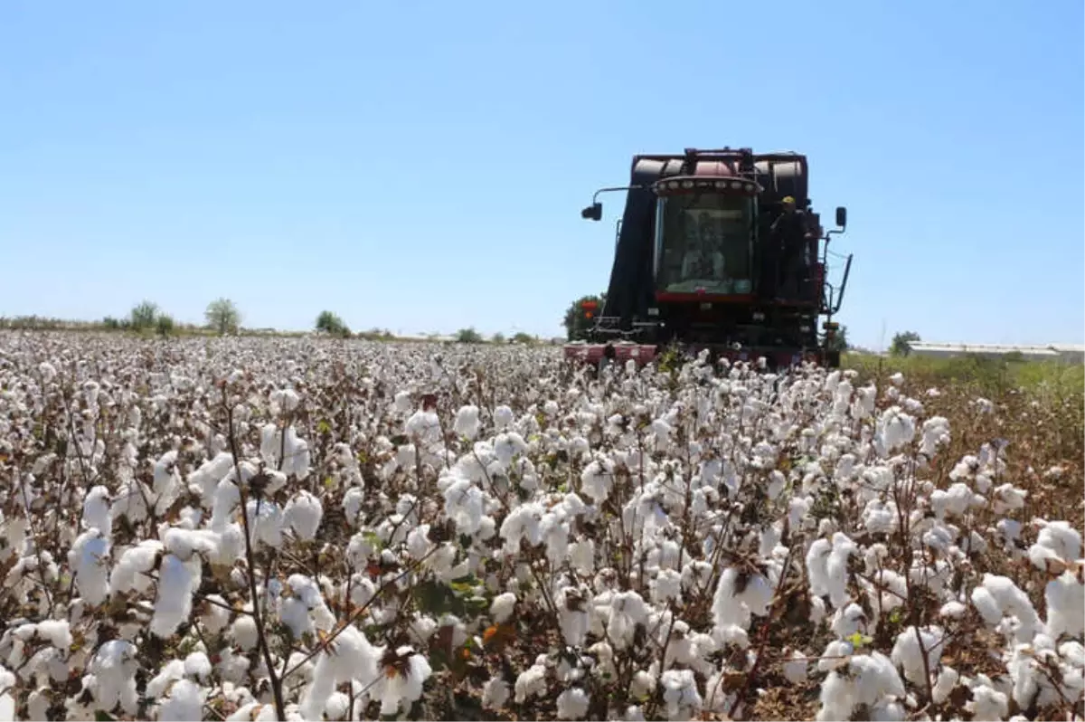 Pamuğun Kilo Fiyatı Açıklandı