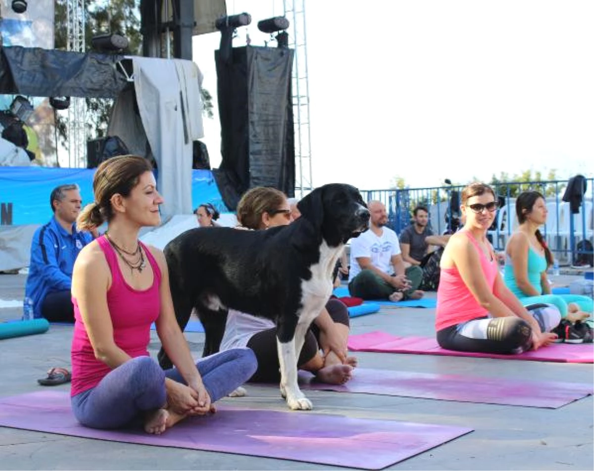 Yoga Etkinliğinde Sokak Köpekleri Sürprizi