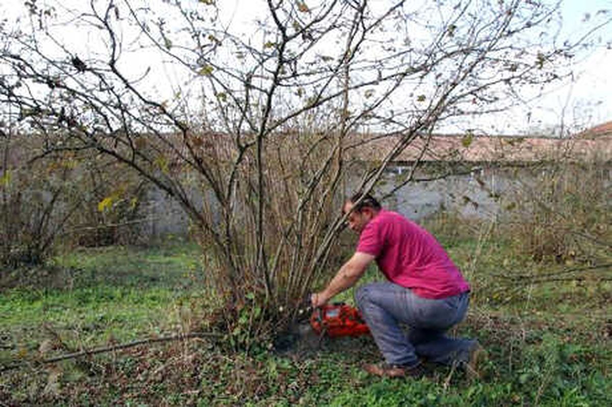 6 Dönümlük Bahçedeki Fındık Ağaçlarını Kesti