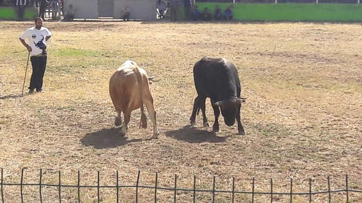 Derekapı Güz Boğa Güreşleri" Yapıldı